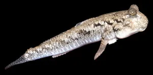 BARRED MUDSKIPPER (Periophthalmus argentilineatus)