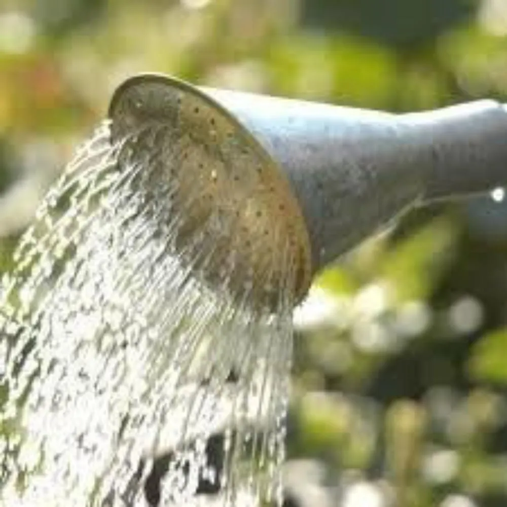 Brass Rose for Outdoor Galvanised Watering Can