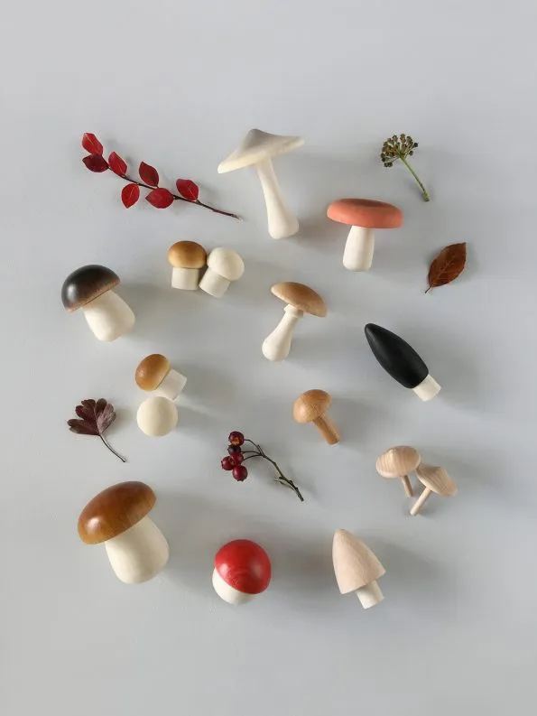 Forest Mushrooms in a Box