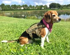 KILONINER COMPACT K9 TACTICAL MOLLE DOG VEST SMALL