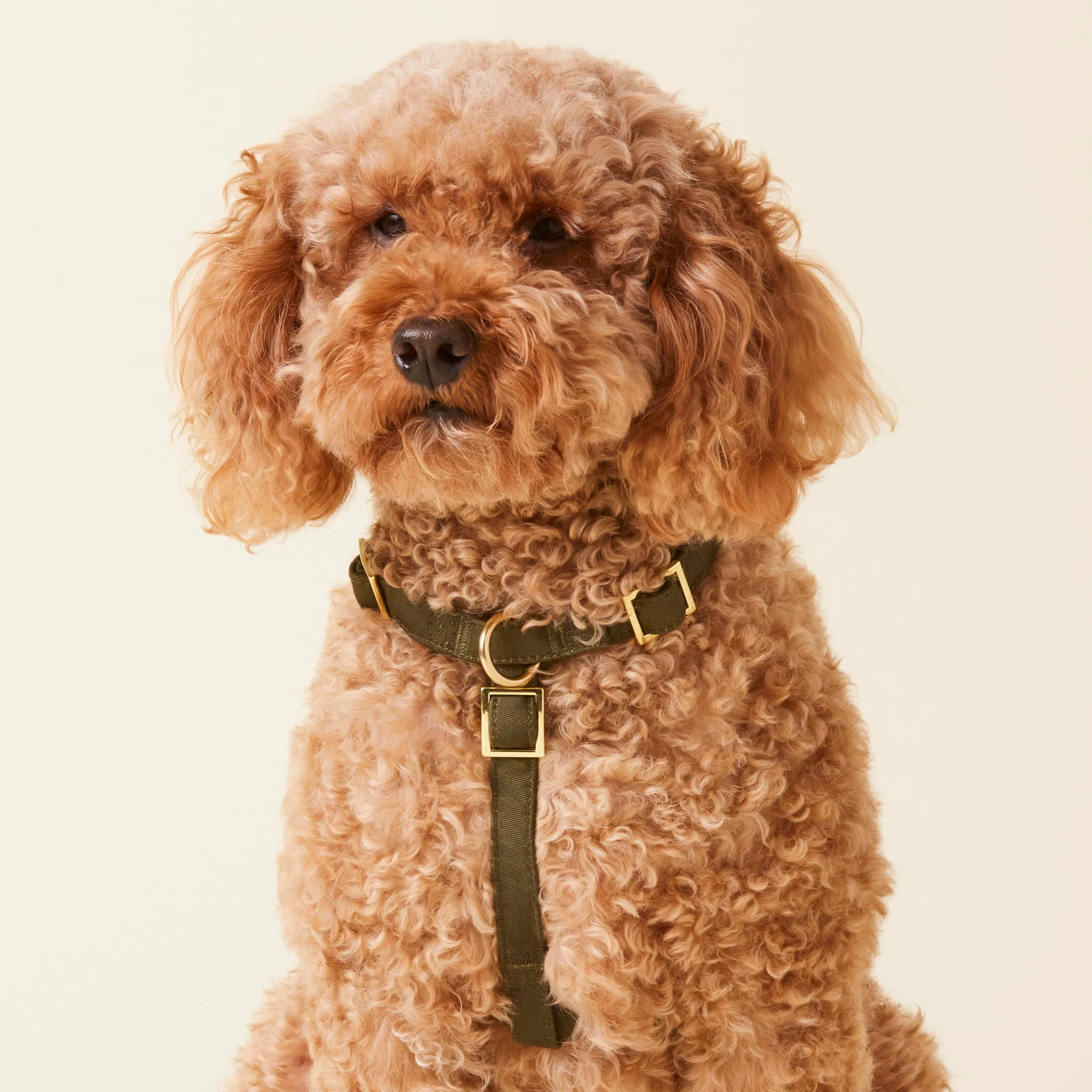 Olive Dog Harness